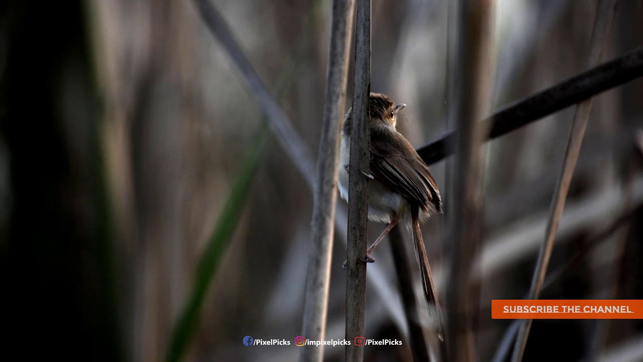 SMALL FOCUS TRACKING || Wildlife Story Writer