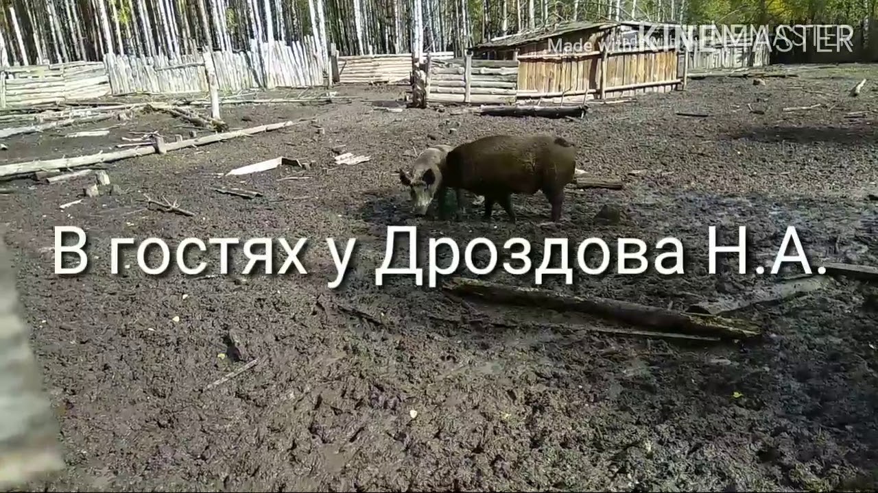 Карина счастливый кабан