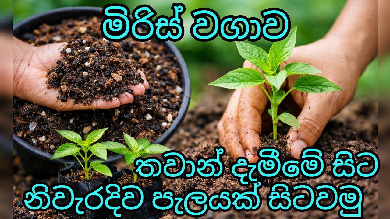 මිරිස් පැලයක් තවන් දාගන්නේ මෙහෙමයි | පස් මද්‍ය හදන හරි විදිහ 🌶️
