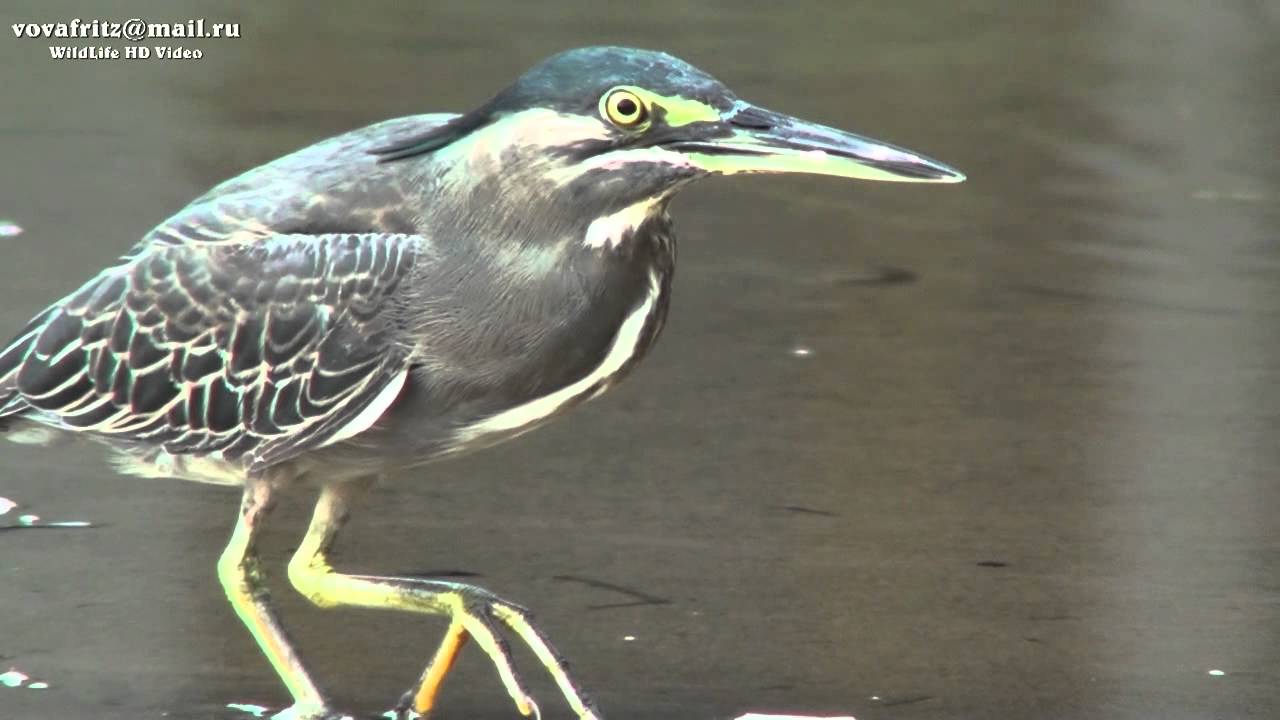 Butorides striatus Striated heron, зелёная кваква Sri Lanka 