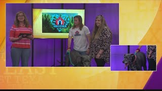 EAST TEXAS GIVING DAY: Save Rocky the Great Dane Rescue Rehab