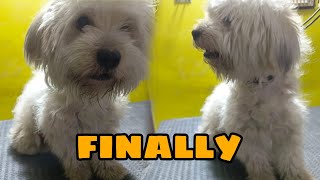 How to Groom a dog || Lhasa apso grooming ||Dog groom||