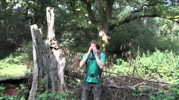 Into the Woods (The Haunted Woods of Terror teaser)