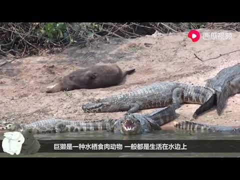 比平頭哥還囂張的動物，鱷魚和巨蜥統統不放在眼裡，鏡頭記錄全程