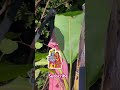 #Happy Buddha Poornima 🕉️🙏🪔❤️❤️🎁#Full Moon 🌕 #blessings #trending #viral #shorts 🎄🎁🍁🌻🌺🎄🍊