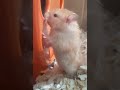 Black Metal Hamster In His New Home