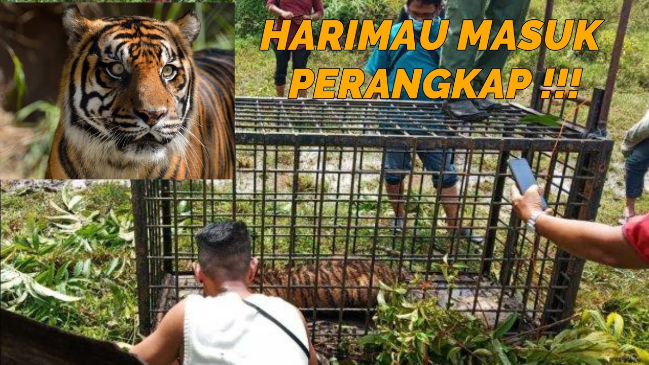 Harimau Pemangsa Ternak Warga di Surantiah Lubuk Alung Berhasil