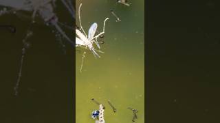 How to protect yourself from West Nile virus and mosquitoes