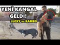 YENİ KANGAL KÖPEĞİMİZ - RAMBO vs LUCKY - YENİ TAVUĞUMUZ - TATLI KEDİLER!