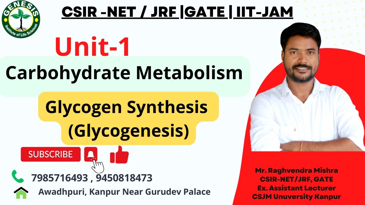 Metabolism of carbohydrates | Glycogen Synthesis | Glycogenesis | L-13
