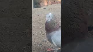 S.Y.😎🕊️#kabootar #kabootars #doves #pigeonlove #pigeonlife #birdsofinstagram #birdwatching #