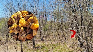 The Secret to Finding HUNDREDS of Morel Mushrooms