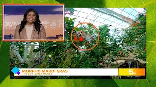 Mardi Gras Morpho: Butterfly House to reopen with indoor, carnival season fun amid cooler temps