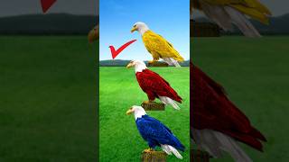 Color Changing Eagle Challenge 🦅💛❤️💙 | Which One Looks Best?