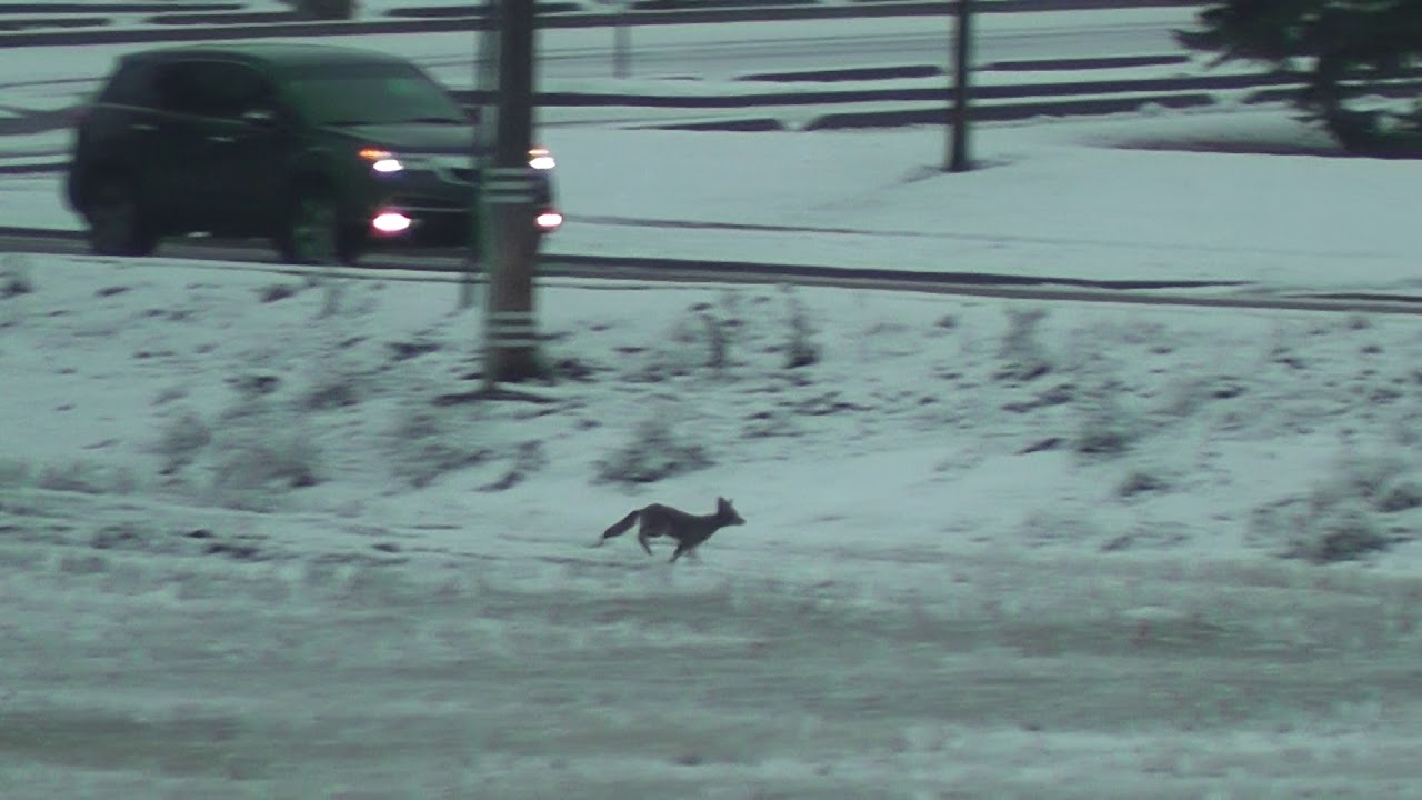 Captain Jokeswell: A young Coyote Meets a Bigger Vehicle. Wow, What Happens?