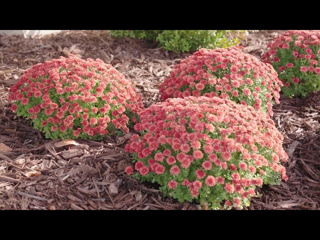 house plant fertiliser Indoor Plant Food - Versatile, Bioavailable Liquid Fertilizer