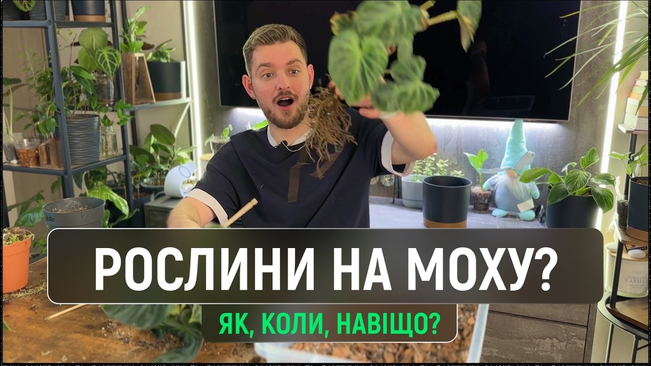 Пересаджуємо філодендрон та антуріум на мохову опору. Все про мохові опори для рослин