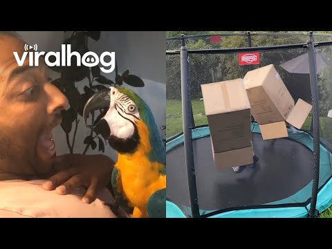 Hilarious Moments Caught on Camera || ViralHog