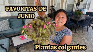 6 Plantas colgantes que crecen rapido  favoritas de Junio 