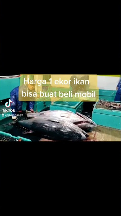 Kapal longline dapat tuna besar  #pelaut #pelautmatakeranjang #pelautindonesia