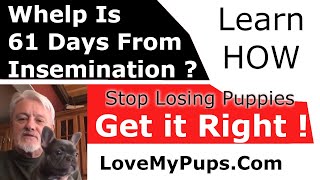 Stop Losing Puppies With Wrong C Section Day