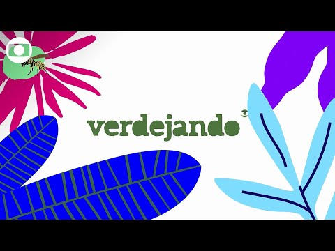 Verdejando: dicas para cuidar e se conectar com o verde