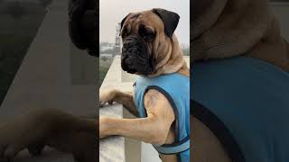 Daaku aa gaye  ✅#shortsvideo #funny #trending #dog #bullmastiff
