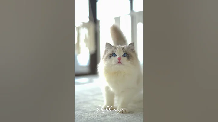 Video 8829791: lynx cat, blue eyed lynx, lynx male, cute lynx, cat funnycats kitten cutecat, cat baby blue eyes