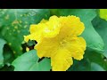 不只是只有红花才能配绿叶 不只是只有红花才能配绿叶