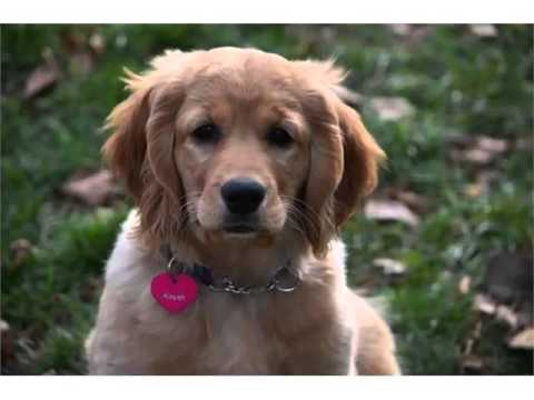 Comfort Retriever Cute Dogs And Puppies Picture Collection Youtube