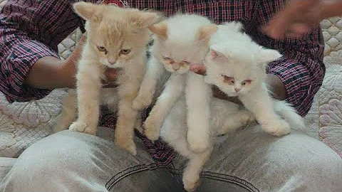 Watch the video about Saste Persian kittens available in Hyderabad moghalpura | semi punch face kittens Himalayan cats