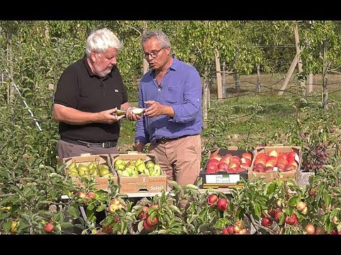 Vidéo: Combien y a-t-il de variétés de poires différentes ?