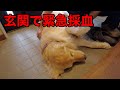 メイプルが玄関で動かなくなってしまい緊急で採血をしました。【メイプル闘病記#24】