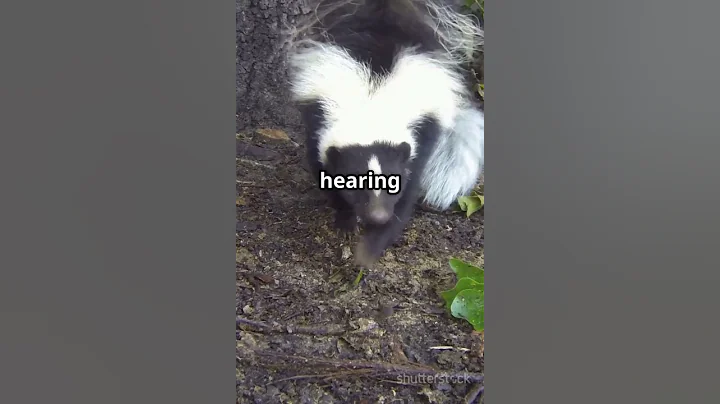 Skunks Have The Stinkiest Superpower! 🦨💨 #facts #skunks #wildlife