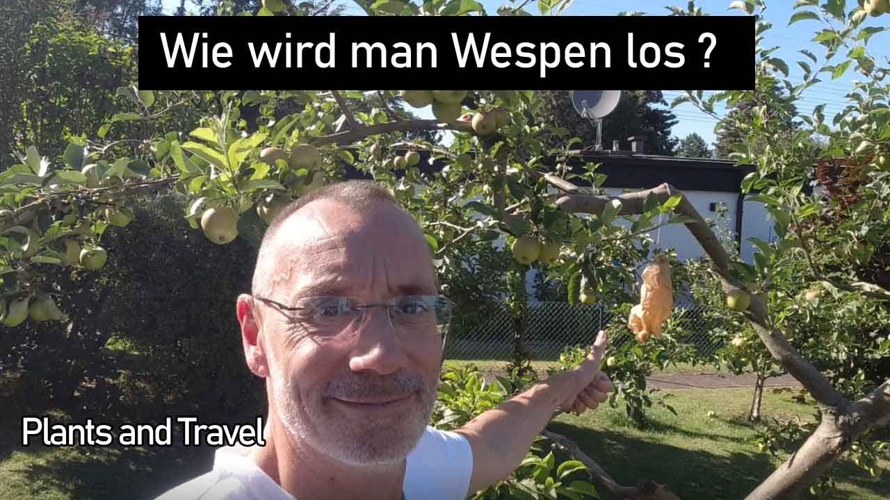 Wespennest-Attrappe, Funktioniert das wirklich und wie baue ich so etwas ?