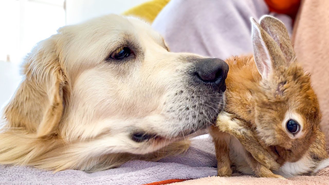 Golden Retriever Bailey and Rabbit Sam - Cutest Friends - YouTube