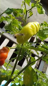 ulet bulu si penghuni baru #hobbyberkebun #belajarberkebun #kebundihalamanrumah #garden