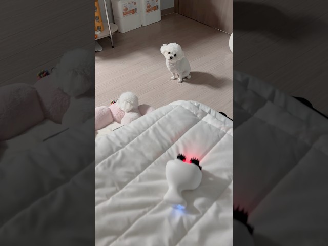 엄망 이게 도대체 모에용