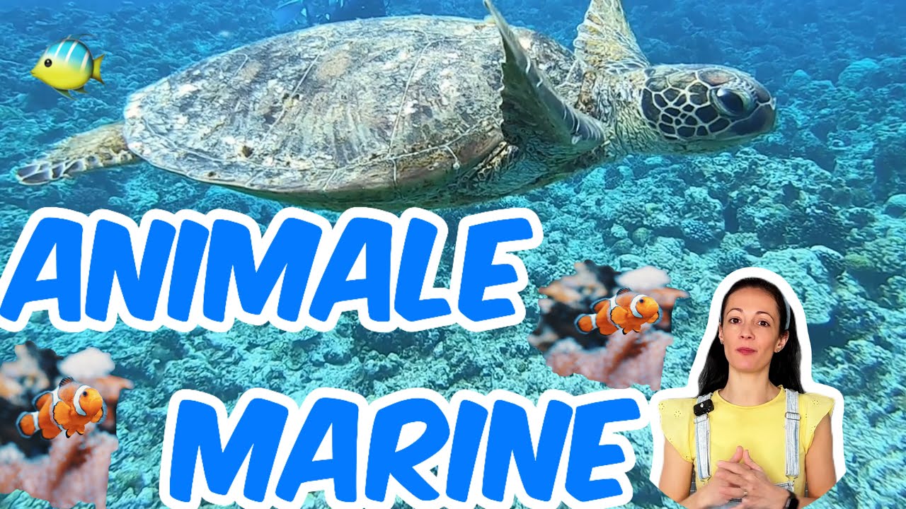 Animale Marine pentru Copii 🐬 Rechin și Delfin | Desene Animate Educative | Invata cu Roxi