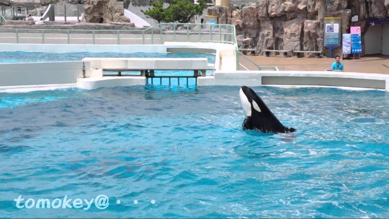 さよならオスカー Udjatの間 ほぼ水族館ブログ
