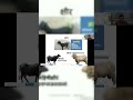 GORASA गोरस भाव अग्र्यसंग्रह SHORTS | #aiapget #ayurbuzzstudy #prepg #aiapget2027 #aiapget