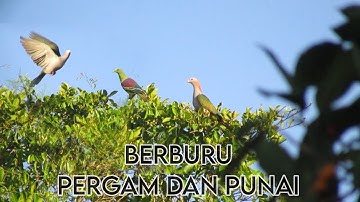 🔴 JAGEN OP JUMBO PERGAM-VOGELS EN BERG-PUNAI MET HUMMER X EN GMI SLUG 15 GR