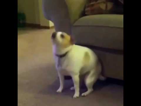 twerking puppy