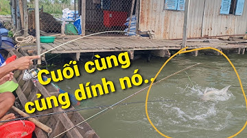 Cần mini chinh phục vồ đém khủng, cá lăng vàng thứ già Sông Tiền | Săn bắt SÓC TRĂNG |