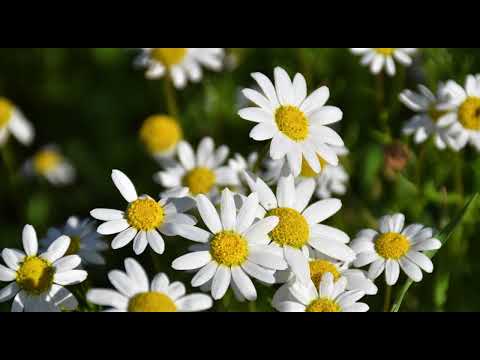 FREE Bongo Flava Slow Afro Beat Instrumental I Prod Beat Ocean 