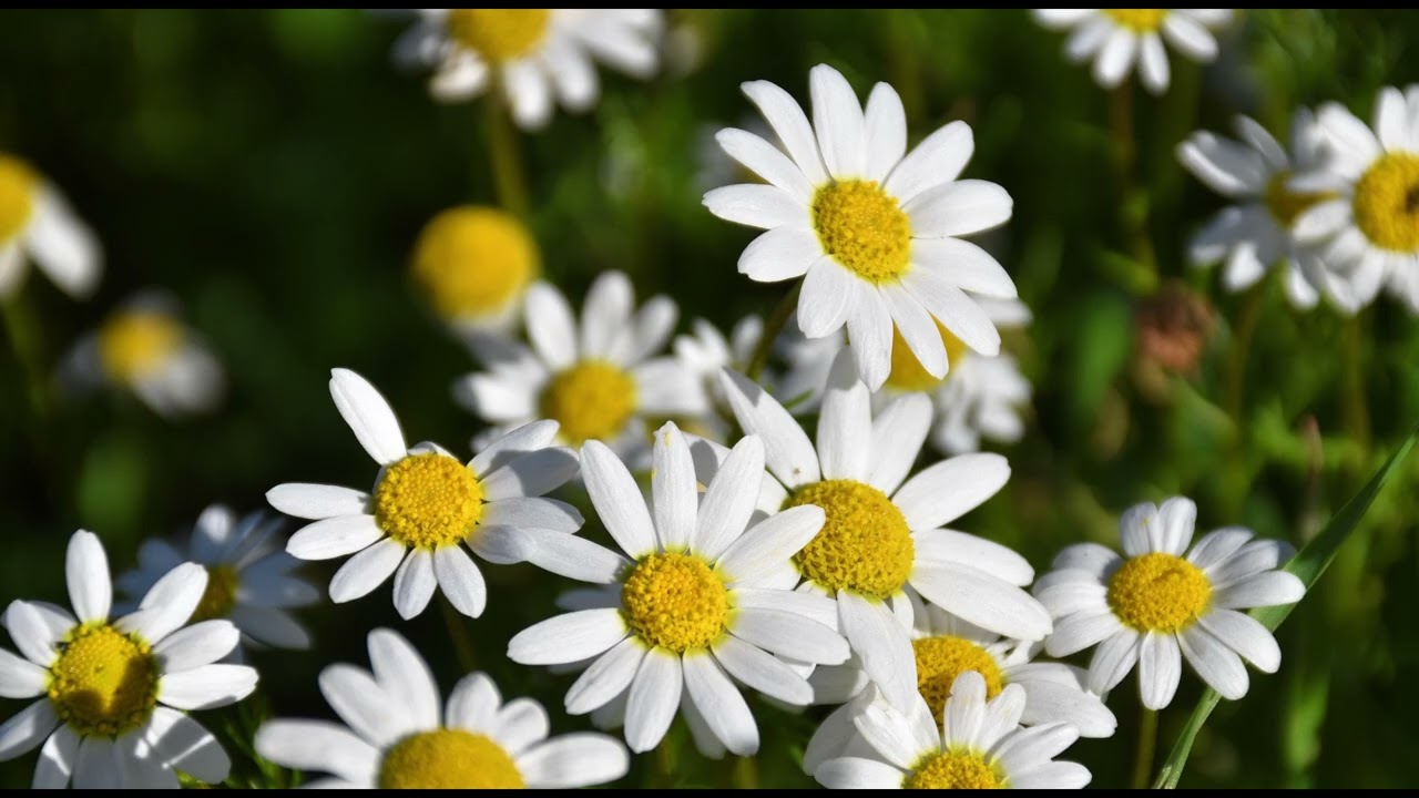 FREE) Bongo Flava | Slow Afro  Beat Instrumental I Prod.Beat Ocean