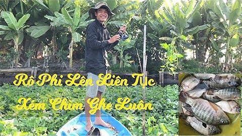 Câu Bằng Mồi Rau Muống Rô Phi Ăn Như Điên - Sông Nước Tây Ninh