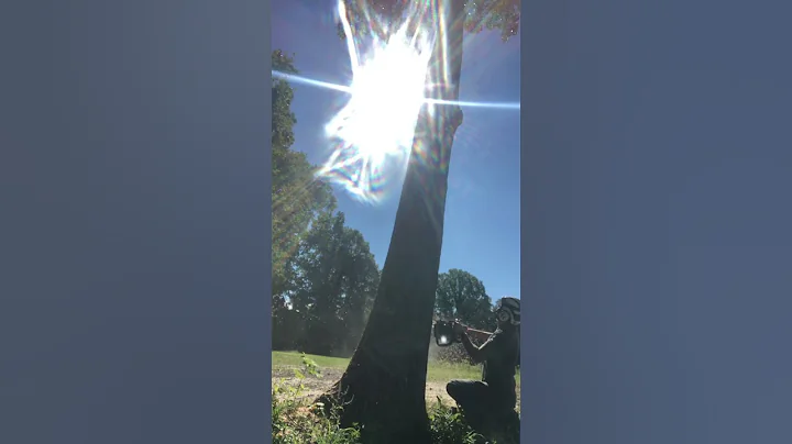 Felling A Red Oak Into The SunSet #raw #treework #lumberjack #shorts #short #arborist #treefelling