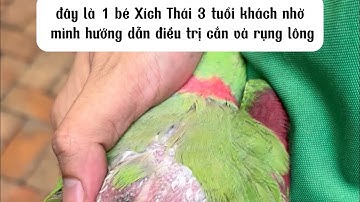 Làm gì khi Vẹt Cắn Lông, Rụng Lông? Nguyên Nhân và Phương Pháp Chữa Trị | PET ME