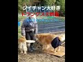 ジイチャンと今は会えないハクとブッキーの懐かしい姿。 #goldenretriever#大型犬のいる生活#ゴールデンレトリバー#ジイチャン #shorts #ibukikohaku #コハクとイブキ